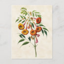 Recherche de vigne de trompette Illustration