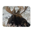 Recherche de ken magnets Faune