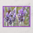 Recherche de fleurs lavande cartes postales Herbes