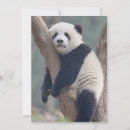Recherche de panda géant vœux cartes Ours
