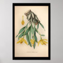 Recherche de vintage orchidee posters Blanc