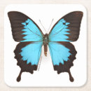 Recherche de photos papillons de dessous de verres Photographie de nature
