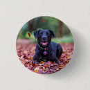 Recherche de labrador badges Animal