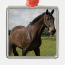 Recherche de pur sang ornements Cheval