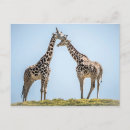 Recherche de afrique girafes cartes postales Jungle