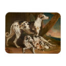 Recherche de whippets magnets Chiot