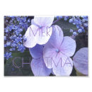 Recherche de noël rose posters Fleurs