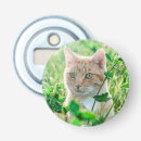Recherche de chat de gingembre photographie Mignon