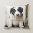 Recherche de border collie coussins Chiot