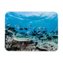 Zoek naar maldives magneten Indian ocean