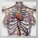 Recherche de cava posters Rouge