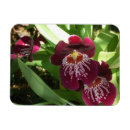 Recherche de orchidées magnets Jardin