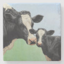 Recherche de holstein dessous de verres Vache laitière