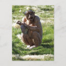 Recherche de chimpanzé cartes postales Animaux