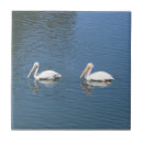 Zoek naar pelikanen tegels Vogels