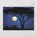 Recherche de tanzanie afrique cartes postales Arbre