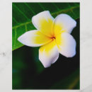 Recherche de fleur tropicale prospectus Frangipanier