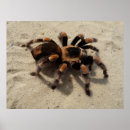 Recherche de araignées art Animaux