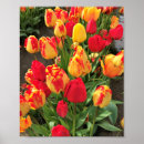 Zoek naar gele tulpen posters Rood