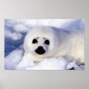 Recherche de bébé phoque art Mignon