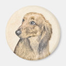 Recherche de poils magnets Dachshund