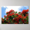 Recherche de arbre tropical posters Floral