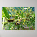 Zoek naar rups kunst Vlinder