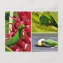 Recherche de hawa cartes postales Rose