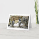Zoek naar pinguin kaarten Dieren