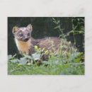 Recherche de martres cartes postales Animal
