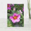 Recherche de pétunia vœux cartes Rose