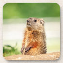 Recherche de marmottes dessous de verres Nature