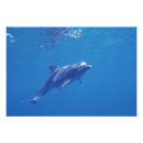 Recherche de grand nez posters Animal