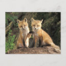 Recherche de terrier renard posters Ourson