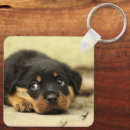 Recherche de chien de rottweiler porteclés Chiots