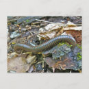 Recherche de arthropode posters Nature