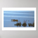 Recherche de raton laveur posters Animaux
