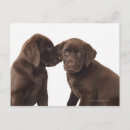 Recherche de chiot de labrador cartes postales Chien