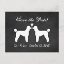 Recherche de caniche français invitations Animaux