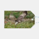 Recherche de queue rouge Observation des oiseaux