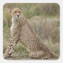 Recherche de jubatus Nature