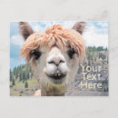 Recherche de visage de lama posters Llama
