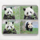 Recherche de un panda géant tapis souris Sauvage