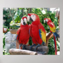 Recherche de scarlett posters Oiseaux