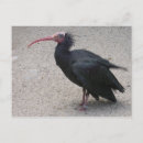 Recherche de ibis cartes postales Plumes
