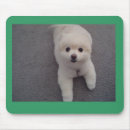 Recherche de chien pomeranian tapis souris Chiens