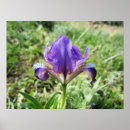 Zoek naar doorzichtig posters Bloem