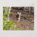 Recherche de nat cartes postales Arbres