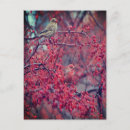 Zoek naar rood vink briefkaarten Natuur