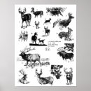Recherche de chasse de cerfs communs posters Animaux